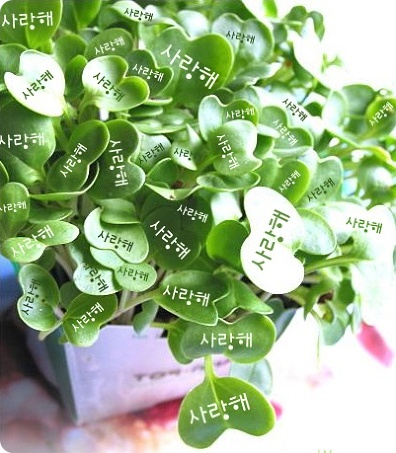 사랑 이미지