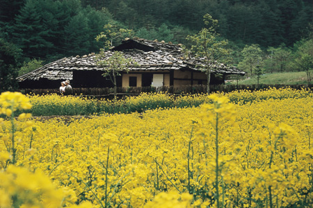 환선 이미지