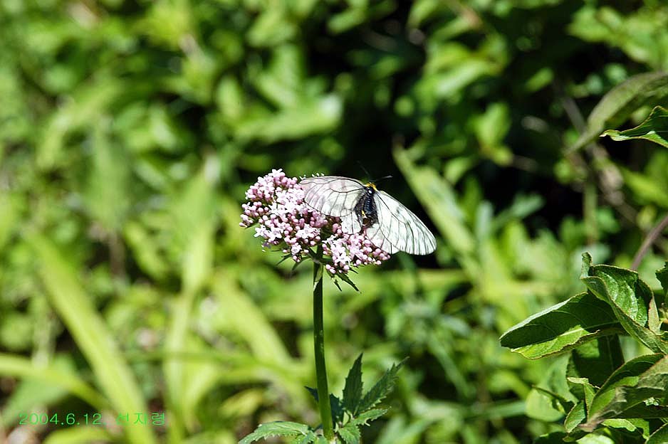 1087262653352_dsc_0002.jpg