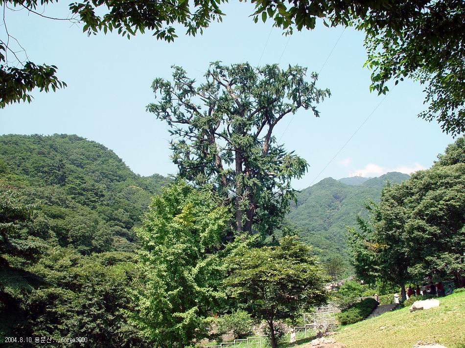 용문산 이미지